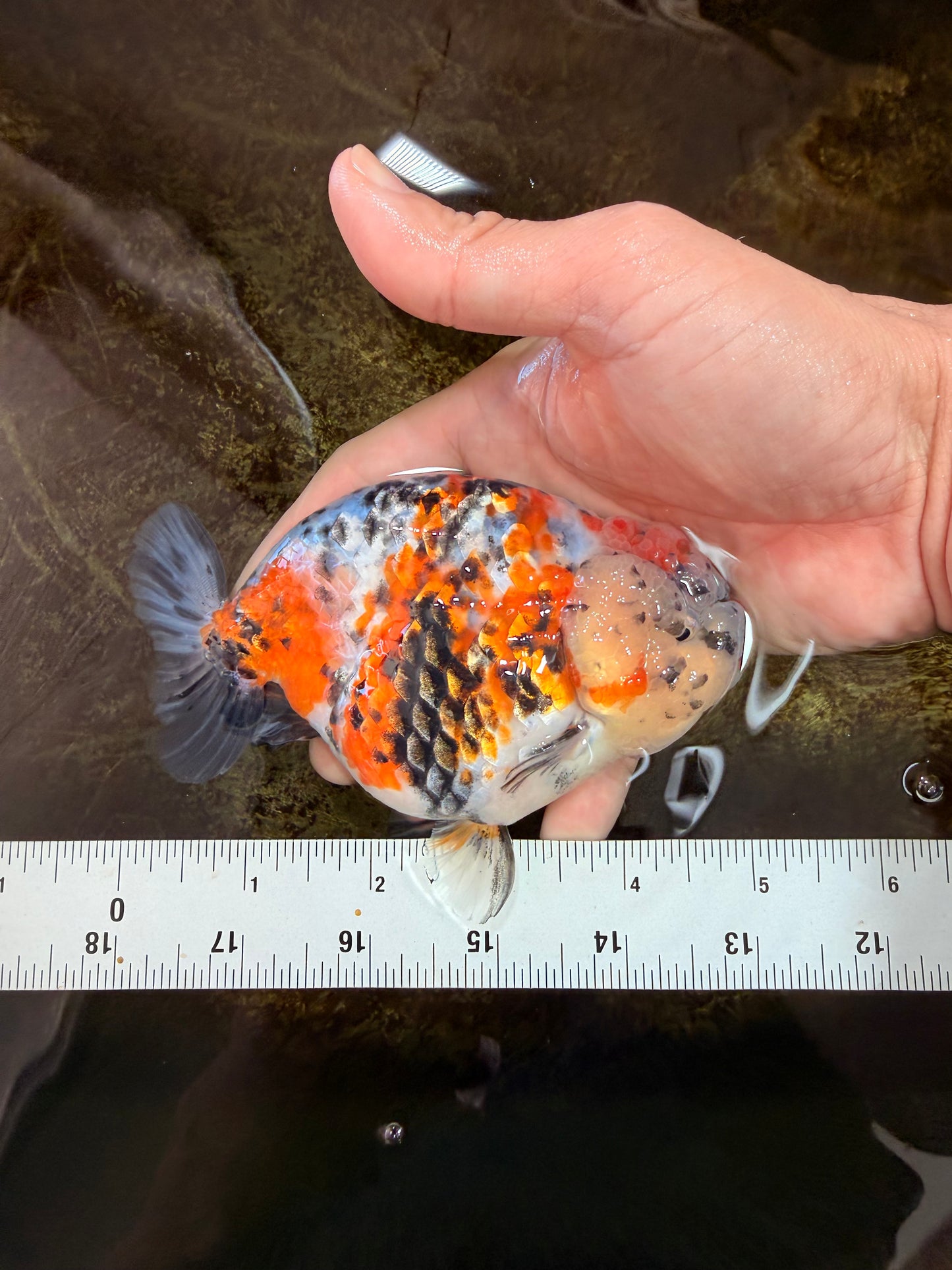 AAA Grade Special Calico LionKing 4.5-5 inches #101025RC_21