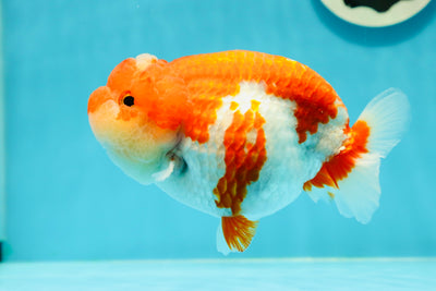 AAA Grade 😃 Happy Red White LionQueen 5 inches #0405LC_13