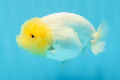 SUNNY AAA Grade Red White LionQueen 4.5 inches #032726LC_15