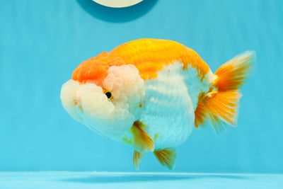 AAA Grade JG Signature Big Wen Red White LionQueen 6-6.5 inches #0531LC_01