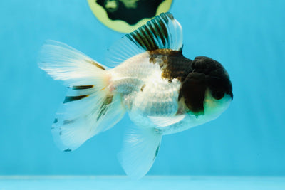 A Grade Panda Oranda Male 4.5-5 inches #032125OR_10