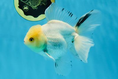 A Grade Vivid Lemonhead Lipstick Oranda Male 5 inches #021425OR_14