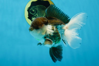 A Grade BULL DOG Panda Oranda Male 4.5 inches #022125OR_14