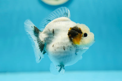 AAA Grade Marble Yuanbao Female 3.5-4 #0818YB_01