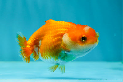 👶 Baby Red White Dolphin Lionchu Female 3.5 inches #0216LC_16