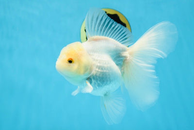 RARE AAA Grade SNOW WHITE Beauty Oranda Female 5.5 inches #022825OR_11