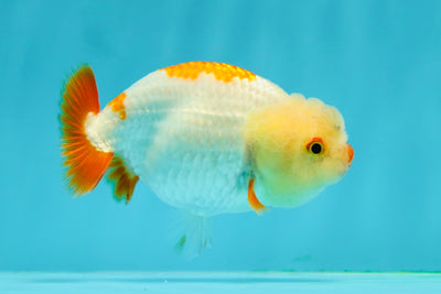 Baby Red White Mustache Lionchu Female 3.5 inches #0202LC_18