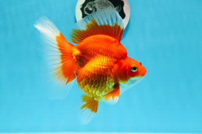 Ryukin de cola ancha rojo y blanco de grado de exhibición, hembra, 5 pulgadas, n.° 0614RK_19