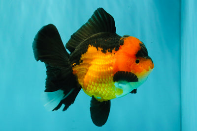 CHUBBY A Grade Apache Oranda Female 6 inches #071726OR_17