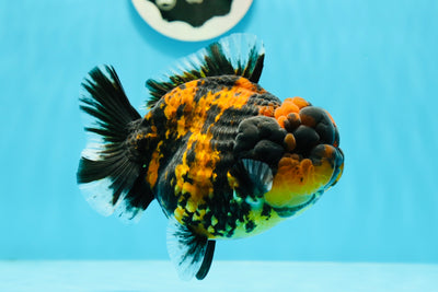 SHOW Grade Chunky Tiger Yuanbao Femelle 4,5-5 pouces #121523YB_01