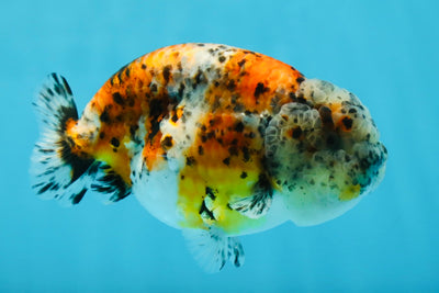 A Grade RARE Pepper Calico LionKing 4.5 inches #051625LC_11