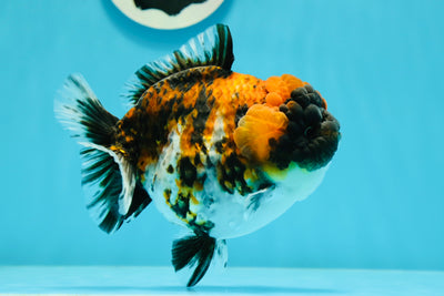 AAA Grade 🐯 Tiger Calico Yuanbao Female 5 inches #0105YB_06