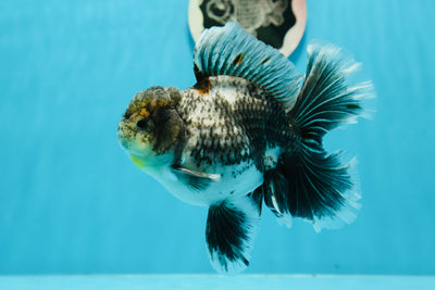 Kirin Oranda mâle métallique de qualité AAA, 4,5 pouces #1201OR_13