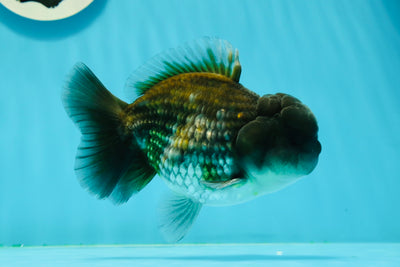 Mâle Kirin Yuanbao bleu 5 pouces #0301YB_13