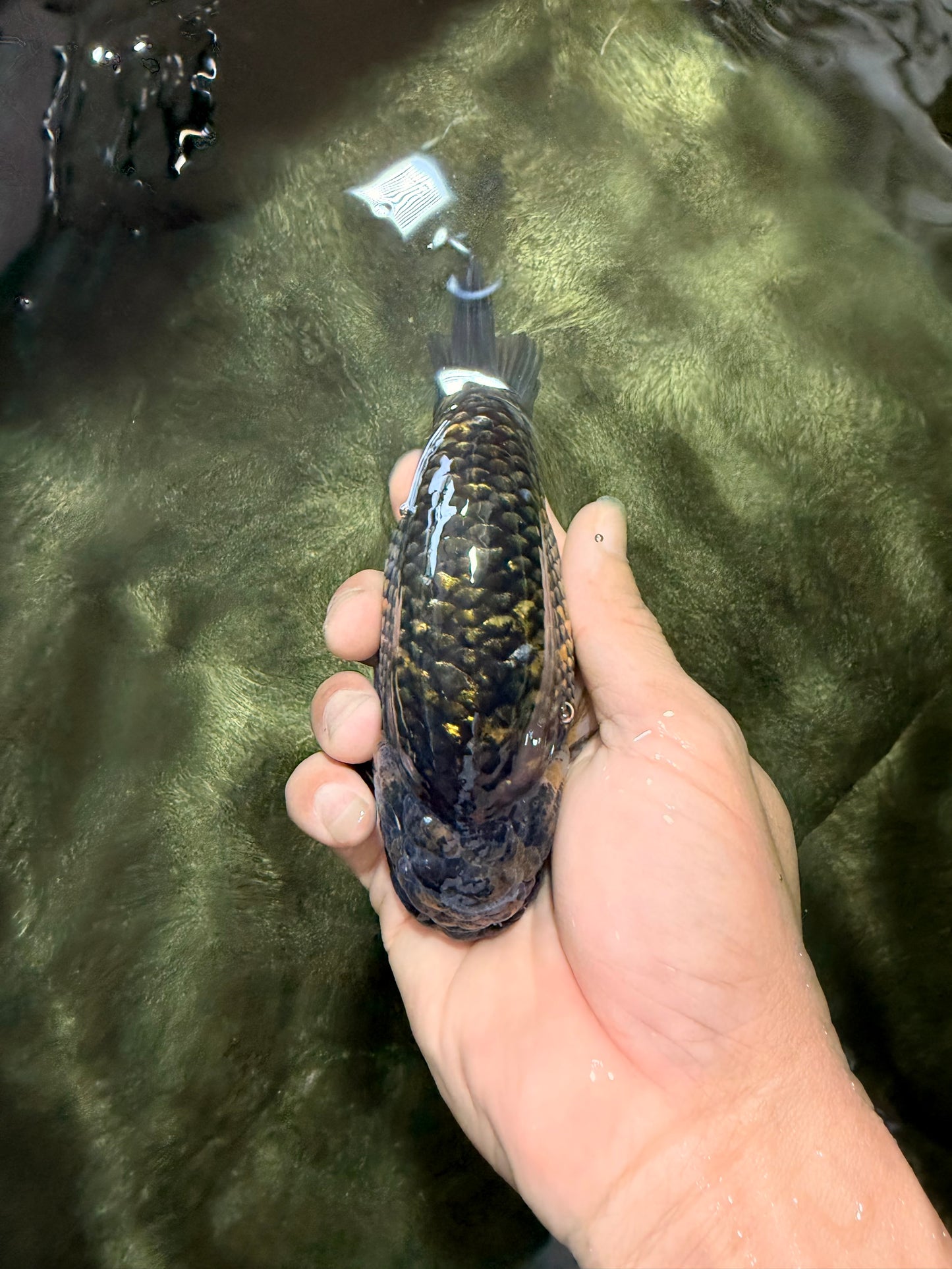 Black Copper Ranchu Female 5-5.5 inches #081426RC_24