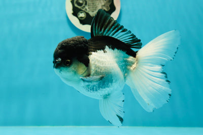 🐼 Panda Oranda de grado AAA macho 5.5 pulgadas #0322OR_13