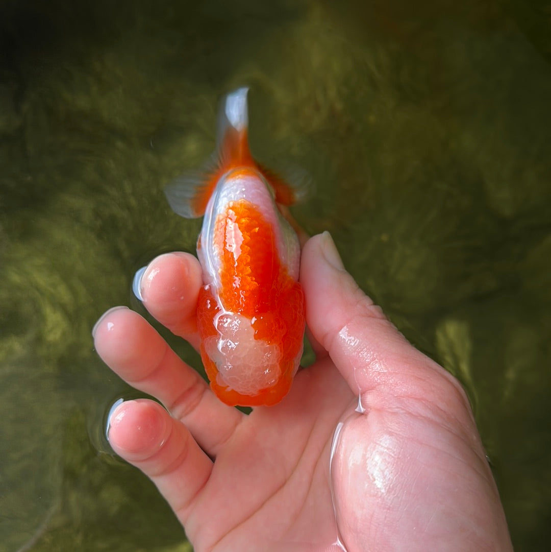 A Grade Jade Head LionKing 3.5 inches #1013_10