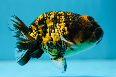 A Grade Tiger LionKing 4-4.5 inches #0922LC_13