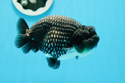 Show Grade Young Black Platinum Silver LionKing 4.5 inches #0510LC_25