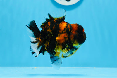 Yuanbao tigre negro macho de grado AAA de 4 pulgadas n.º 0628YB_22