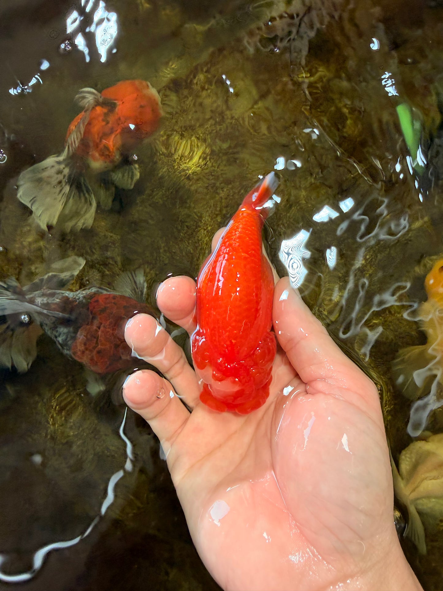 A Grade Red White LionQueen 4-4.5 inches #102425LC_17