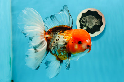 A Grade Jumbo Tomato Tricolor Rose Tail Oranda Male 6 inches #1110OR_23