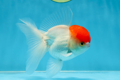 A Grade Little Tomato Cap Red Cap Oranda Male 4-4.5 inches #062025OR_18