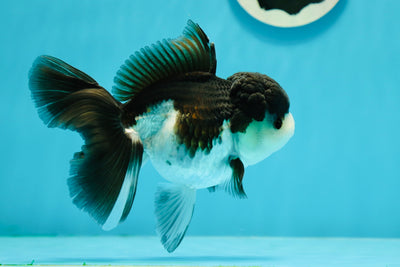 Casco Panda Oranda para mujer, 4,5-5 pulgadas, n.º 122923OR_01