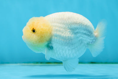 AAA Grade Big Wen Lemonhead Lipstick LionKing 4 inches #013125LC_08