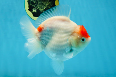 MARIO AAA Grade Red White Yuanbao Female 5 inches #121225YB_02