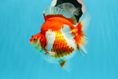 Ryukin hembra de color rojo y blanco grueso de grado AAA de 5 pulgadas n.º 0503RK_36