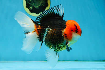 AAA Grade Turkey Red Head Tricolor Oranda Male 5.5-6 inches #013125OR_29