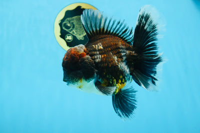 AAA Grade Calico Kirin Oranda 5.5-6 inches #080125OR_02