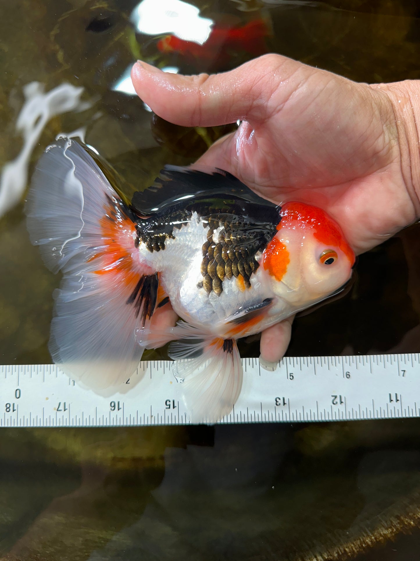 A Grade Tricolor Oranda Male 5-5.5 inches #082225OR_19