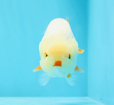 New ✨ Red White Lipstick Lionchu Male 4 inches #0419LC_01