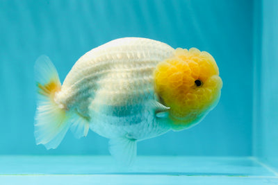 A Grade Lemonhead LionQueen 4.5 inches #0329LC_16