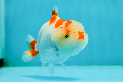 🐣 New Baby Red White Shark Lionchu Female 3.5-4 inches #0223LC_04