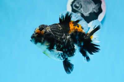 Yuanbao tigre de mármol blanco de grado AAA, macho, 4 pulgadas, n.º 0706YB_19