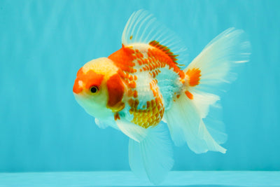 A Grade Kohaku Red White Oranda Male 5.5 inches #101626OR_12