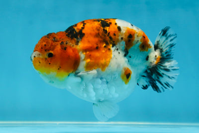 A Grade Calico LionKing 4.5-5 inches #052325LC_14