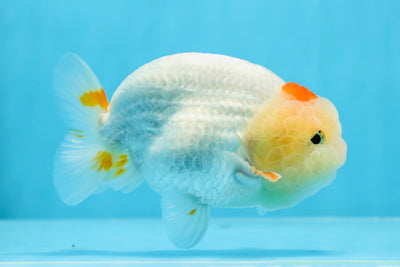 AAA Grade Lipstick Red White LionKing 5 inches #0726LC_36