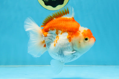 BIG WEN A Grade Red White Yuanbao Female 5 inches #112825YB_16