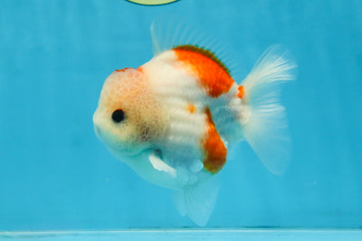 ADORABLE A Grade Sakura Yuanbao Male 4 inches #110725YB_10