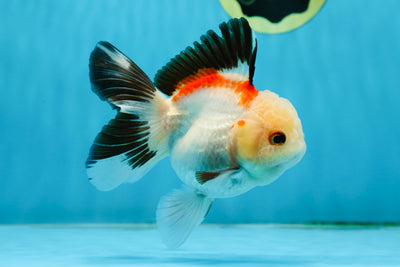 AAA Grade Tricolor Oranda Female 4.5 inches #013125OR_14