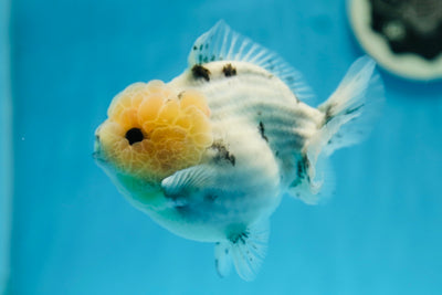 Mâle Yuanbao à tête de citron de catégorie A, 4 à 4,5 pouces #0929YB_02