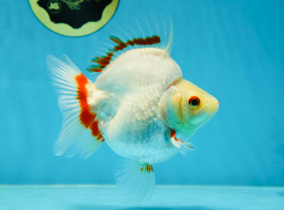 AAA Grade Red White Ryukin Female 5-5.5 inches #060625RK_33