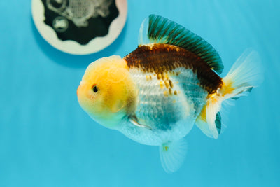 A Grade Lemonhead Tricolor Piggy Yuanbao Female 4-4.5 inches #1117YB_08