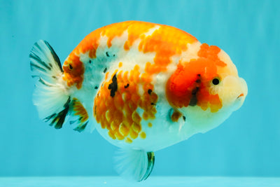 SPECIAL A Grade Kohaku Diamond Scale Sakura Ranchu Female 5.5-6 inches #100926RC_33