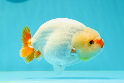 🐣 Baby Duckie Red White Lionchu Female 4.5 inches #0412LC_03