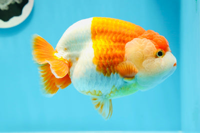 AAA Grade Chubby Red White LionQueen 5.5 inches #0614LC_05